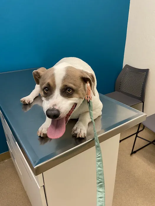 Crossroads Veterinary Hospital Picture 7