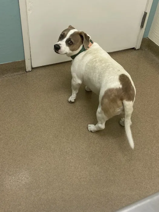 Crossroads Veterinary Hospital Picture 6