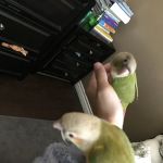 Brian's Exotic Birds