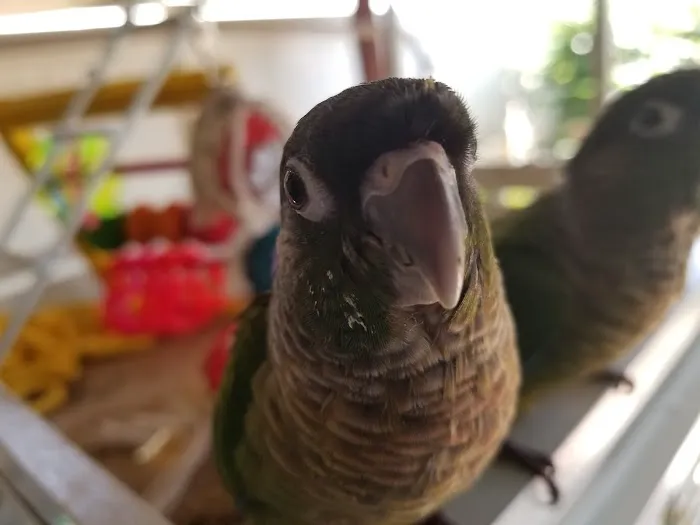 Brian's Exotic Birds Picture 2