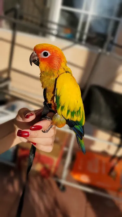 Brian's Exotic Birds Picture 6
