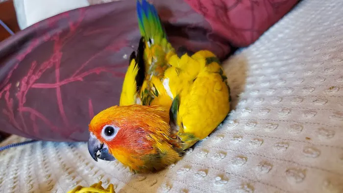 Brian's Exotic Birds Picture 5