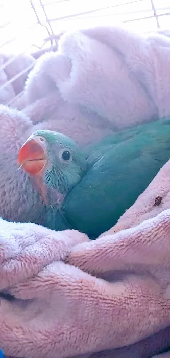 Brian's Exotic Birds Picture 7