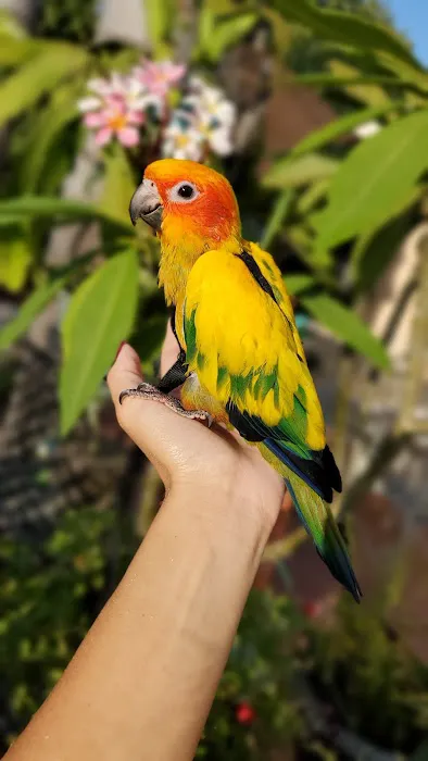Brian's Exotic Birds Picture 4