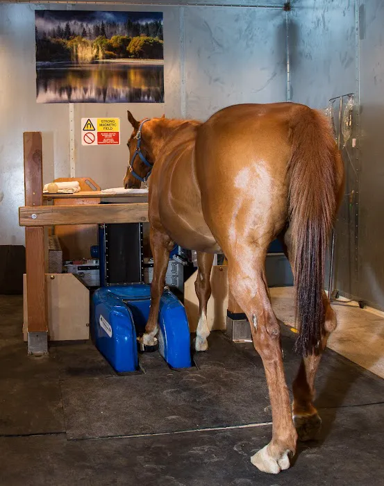 Arizona Equine Medical & Surgical Centre Picture 1