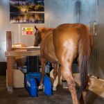 Arizona Equine Medical & Surgical Centre