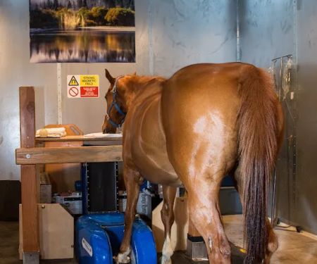Arizona Equine Medical & Surgical Centre