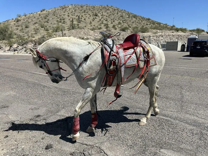 Arizona Equine Medical & Surgical Centre Picture 5