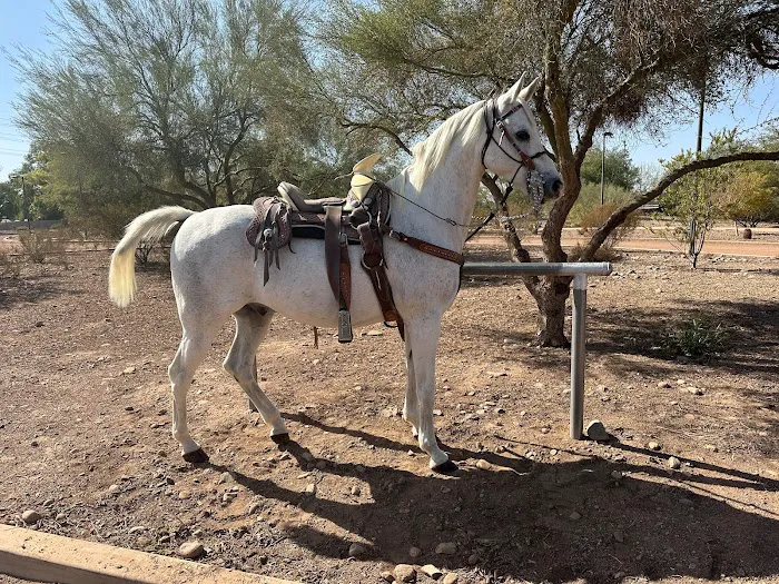 Arizona Equine Medical & Surgical Centre Picture 3