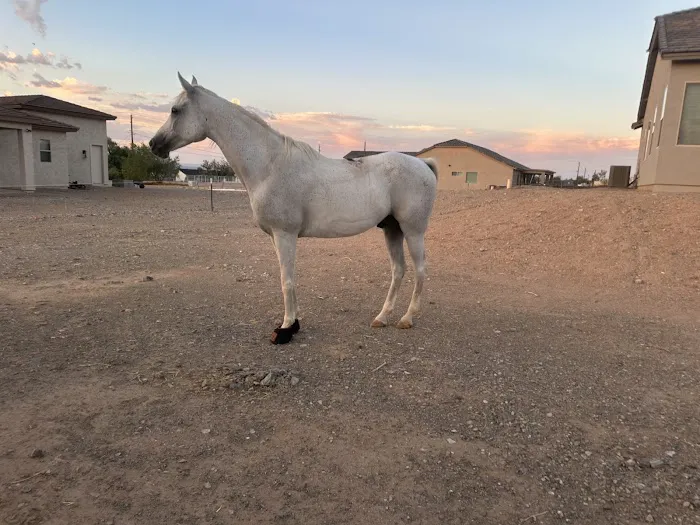 Arizona Equine Medical & Surgical Centre Picture 4