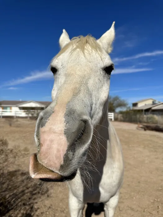 Arizona Equine Medical & Surgical Centre Picture 8