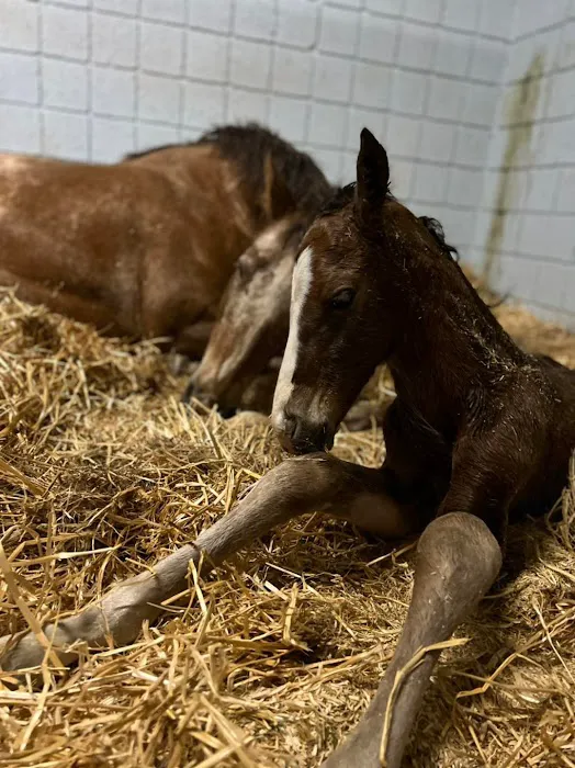 Arizona Equine Medical & Surgical Centre Picture 10