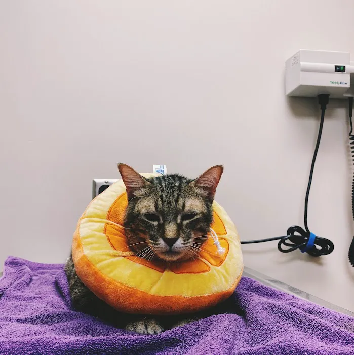 Gilbert Veterinary Hospital Picture 3