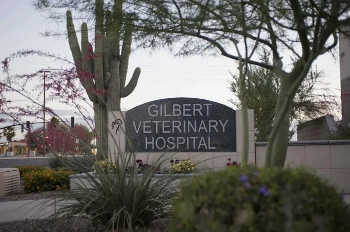 Gilbert Veterinary Hospital Picture 7