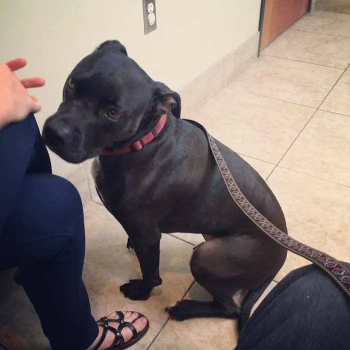 Gilbert Veterinary Hospital Picture 9
