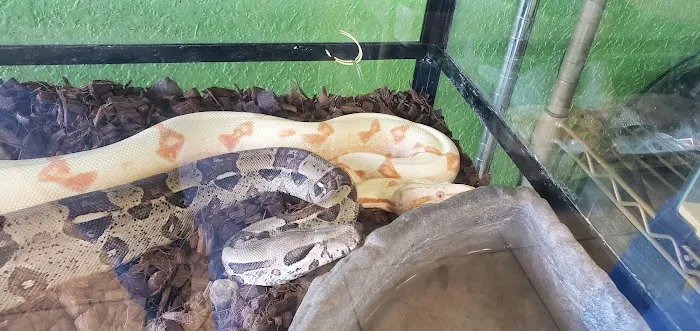 Corona Reptiles & Kritters Picture 2