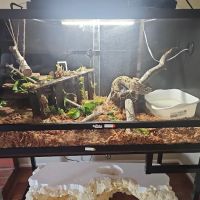Corona Reptiles & Kritters ico