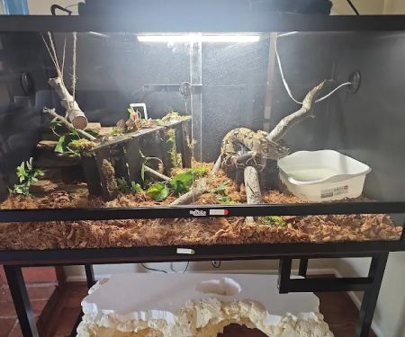 Corona Reptiles & Kritters