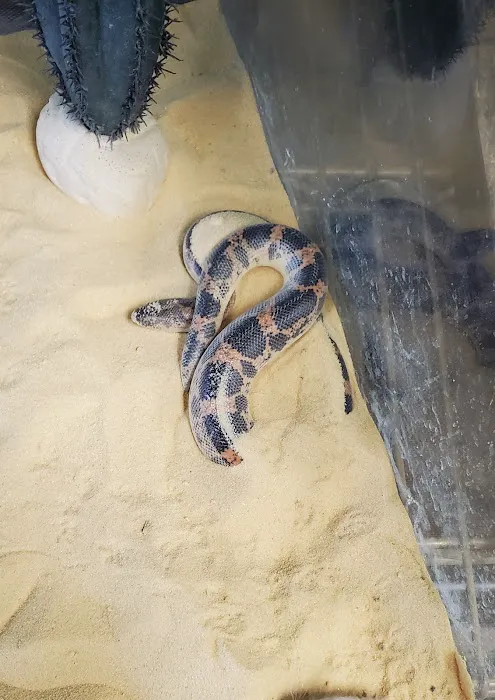 Corona Reptiles & Kritters Picture 6