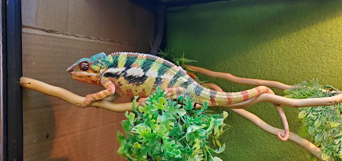 Corona Reptiles & Kritters Picture 8