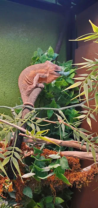 Corona Reptiles & Kritters Picture 4