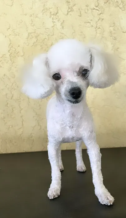 Ashley’s pet grooming Picture 2