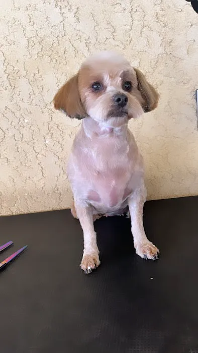 Ashley’s pet grooming Picture 4