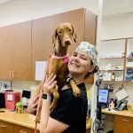 Chandler Gilbert Animal Hospital