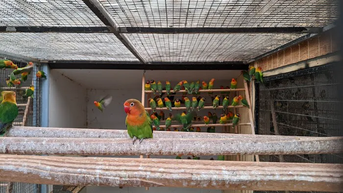 Magnolia Bird Farm Picture 3