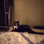 Banfield Pet Hospital