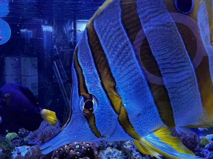 The Mystic Reef Picture 2