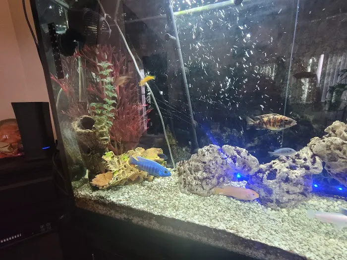 The Mystic Reef Picture 4