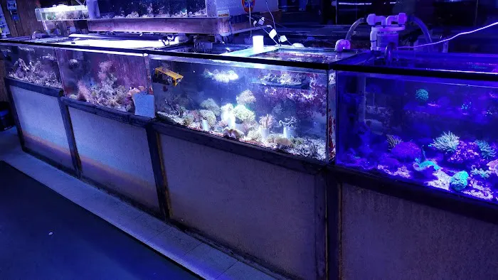 The Mystic Reef Picture 7