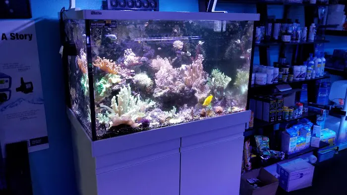 The Mystic Reef Picture 9