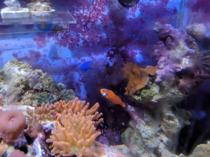 The Mystic Reef Picture 10