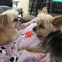 Alta Mesa Animal Hospital ico