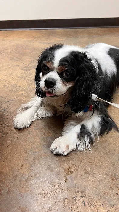 Alta Mesa Animal Hospital Picture 10