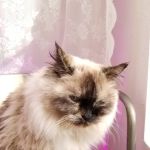 Lovet Pet Health Care - Las Sendas