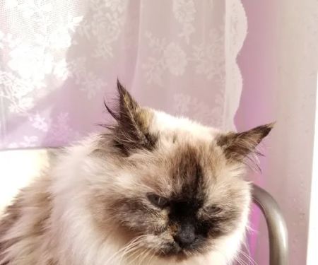 Lovet Pet Health Care - Las Sendas