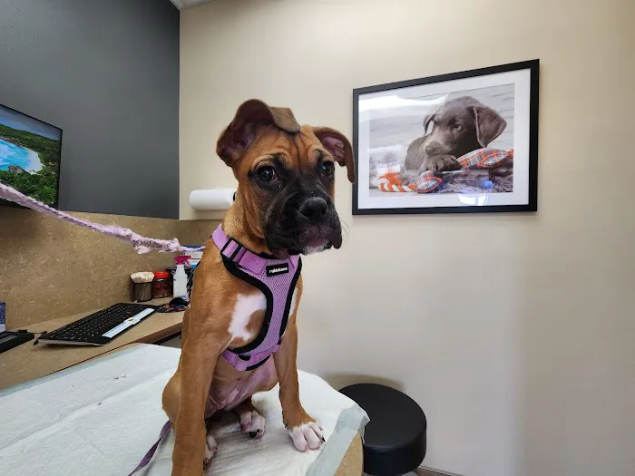 Lovet Pet Health Care - Las Sendas Picture 7