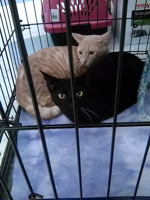 Petco Picture 8