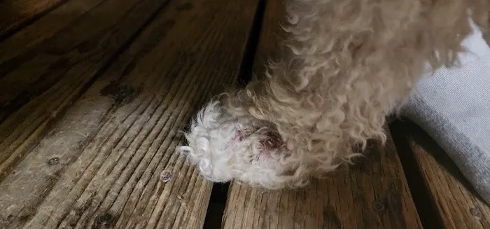 Comet Veterinary Hospital Picture 1