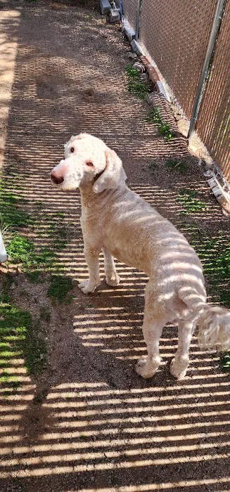 Comet Veterinary Hospital Picture 6