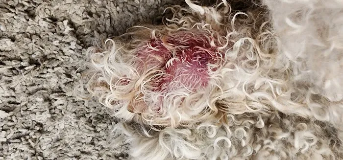 Comet Veterinary Hospital Picture 4