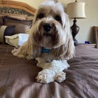 Adobe Veterinary Clinic ico