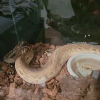 Hutches Clutches ico