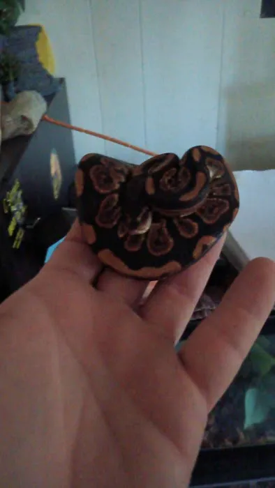 Hutches Clutches Picture 4