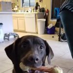 Pet Haven Animal Hospital