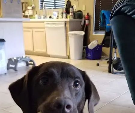 Pet Haven Animal Hospital