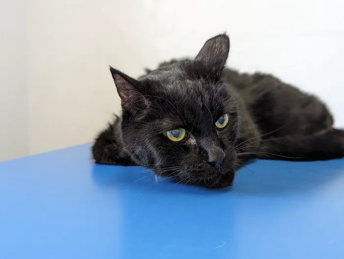 Pet Haven Animal Hospital Picture 3